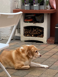 Leon the Dog