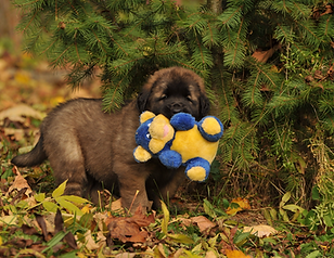 leonberger-5527708_1920_edited.png