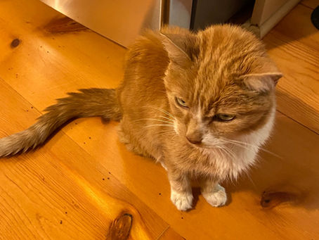 COVID and My Cat