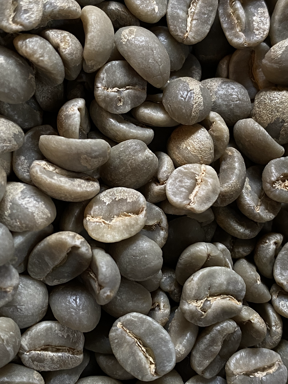 サムネイル： Tanzania / Mondul AA Kilimanjaro：甘いものに合わせたい。塩っぱいものに合わせたい。今日はフルーツと一緒に。そんなわがままに寄り添ってくれるキリマンジャロ。要するに、間違いない存在。Tanzania / Mondul A