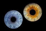 Blue and golden irises in a personalized double iris composition