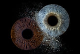Custom iris art composition with two detailed irises in contrasting colors