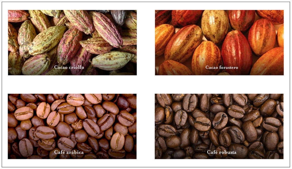 ¿En qué se parecen el cacao y el café?