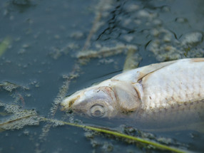Exposure to a common urban pollutant affects the survival and swimming behaviour of Creek Chub