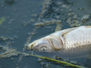 Exposure to a common urban pollutant affects the survival and swimming behaviour of Creek Chub