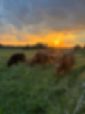IMG_6347.jpeg