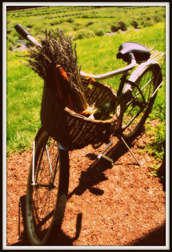 Let's go for a ride