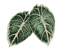 Alocasia.2.png