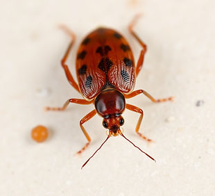 Bed Bug.jpg