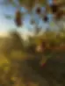 Tramonto tra gli ulivi della Terra del Gattopardo, paesaggio siciliano che ispira l’olio Lo Vetro