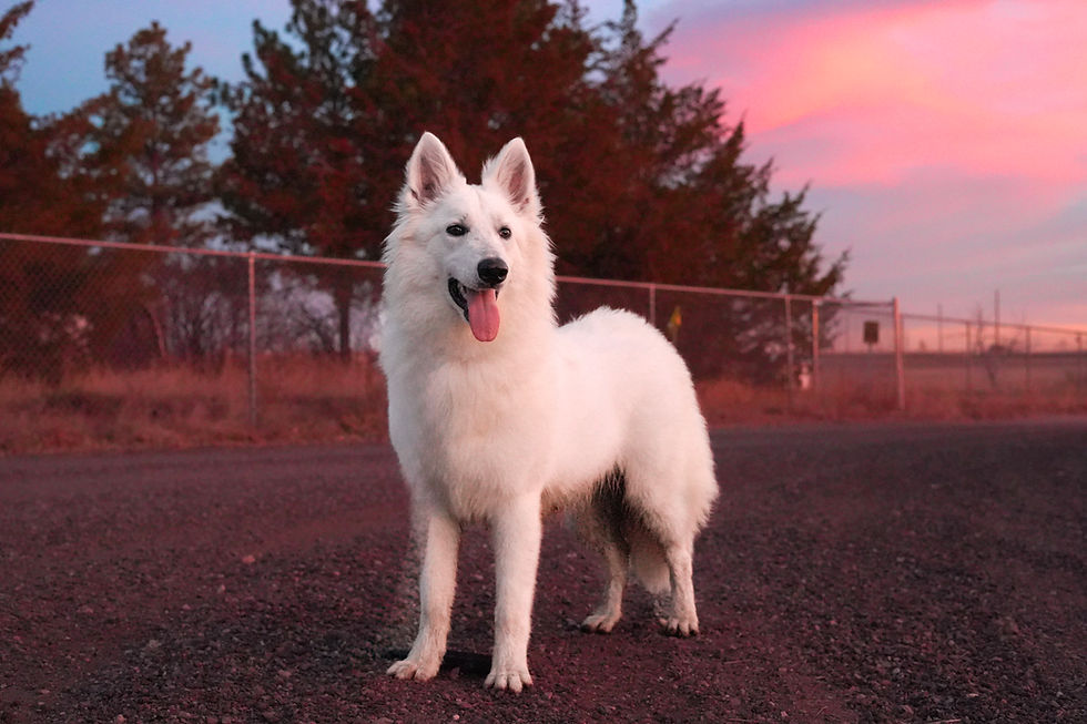 DSC00777 - Copy (1).jpg