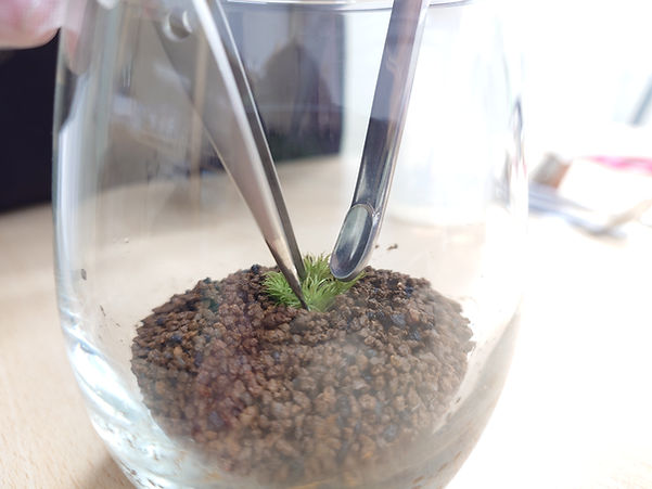 苔テラリウム