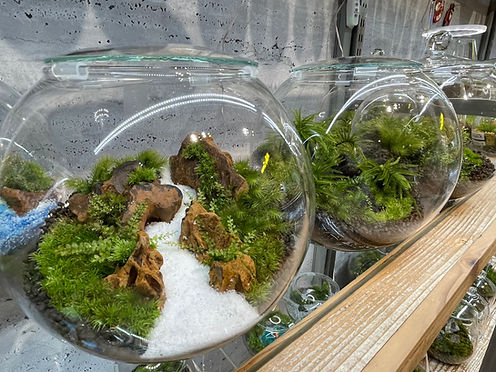 苔テラリウム