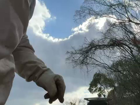 養蜂中 令和7年12月27日(土)