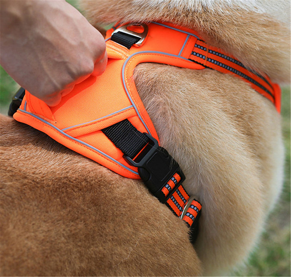 Thumbnail: Durable Waterproof Pet Harness with Vertical Handle