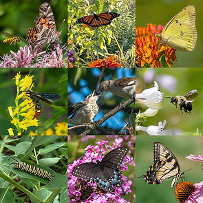 Aster, Backyard, Bee, Metallic Green Bee