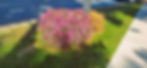 ree