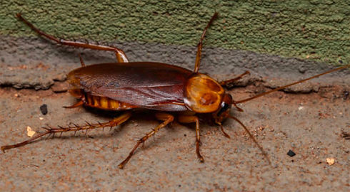 cockaroach.jpg