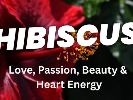 Hibiscus – Love, Passion, Beauty & Heart Energy