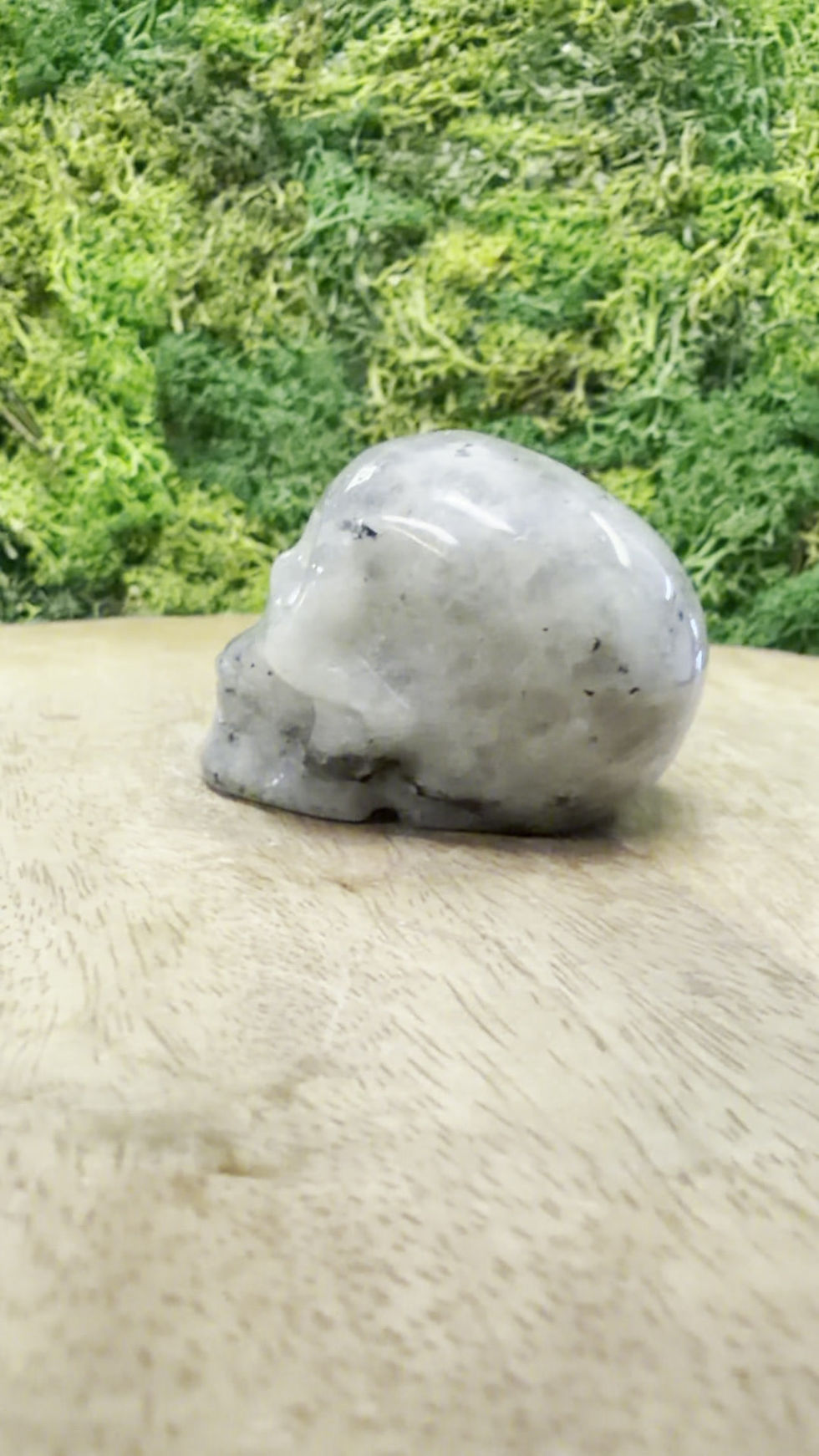 Thumbnail: Skull- Lab 5