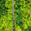 Thumbnail: Cho Chang Wand