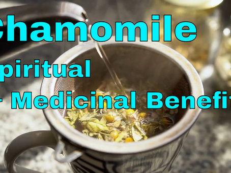 Chamomile - More Than a Bedtime Tea