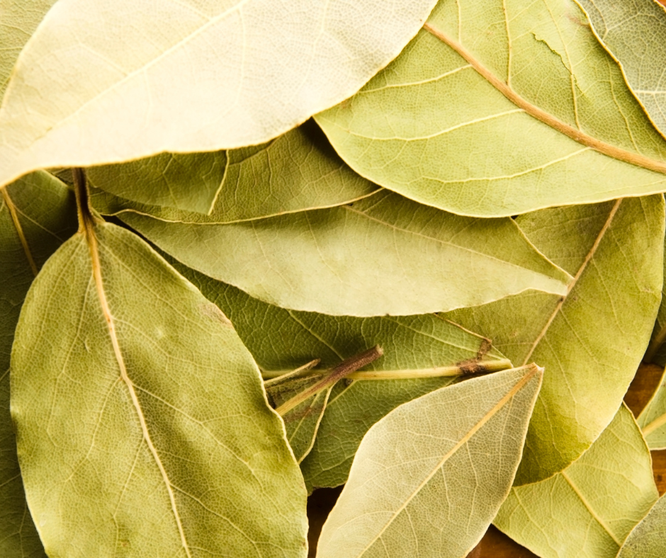 Bay Leaf