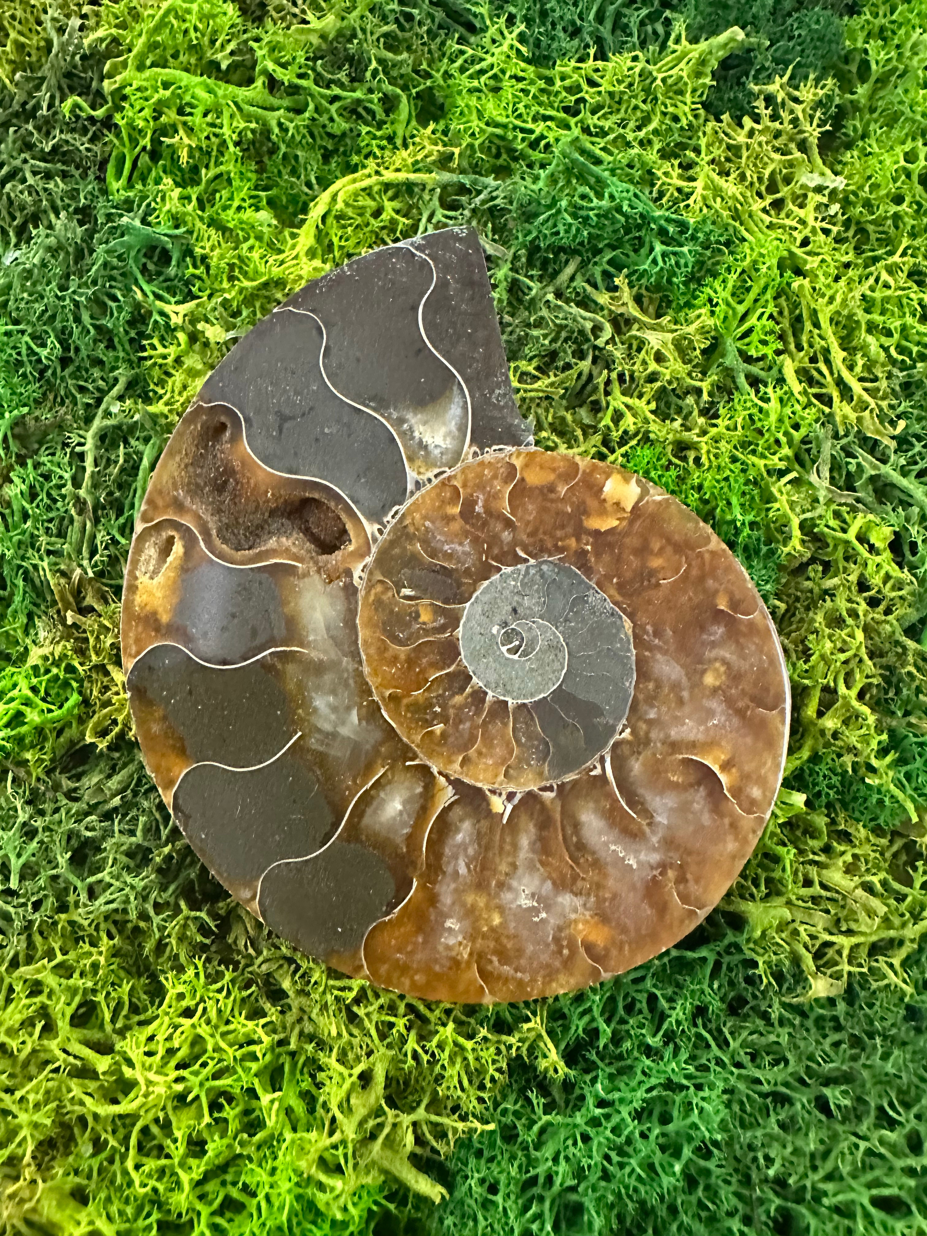 Ammonite 6