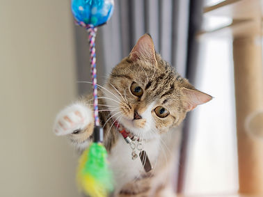 kitten-playing-with-toy.jpg