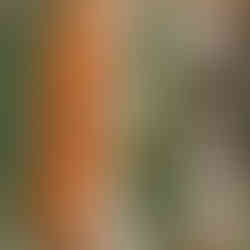 haricot vert morötter vitkål broccoli blomkål och rödbetor på plåt