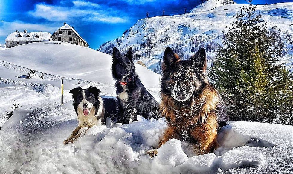 Hunde im Winter