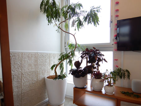 観葉植物の植え替え