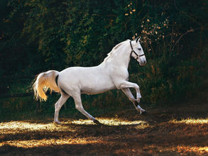 לרכב ולהרגיש: תנועת הסוס כבסיס להבנת החוויה הטיפולית