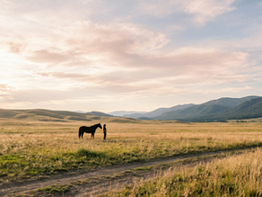 קצב, גוף וסוס. עבודה עם פוסט טראומה