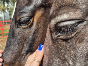 קורס מדריכי רכיבה טיפולית