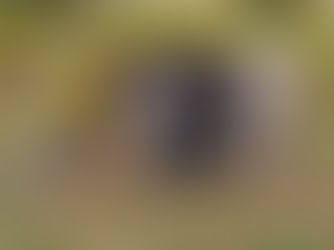 בין נירמול להסתגלות: מה ילדים וסוסים לימדו אותי על המלחמה