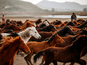 היררכיית העדר בקרב סוסים - יחסים חברתיים ומנהיגות