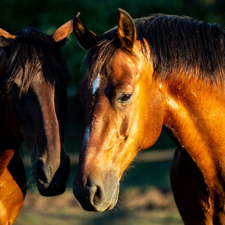 Three Core Principles of Horses - What They Teach Us