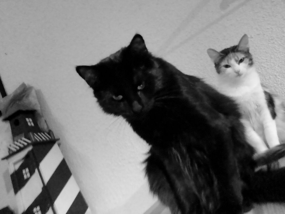 Cats B&W