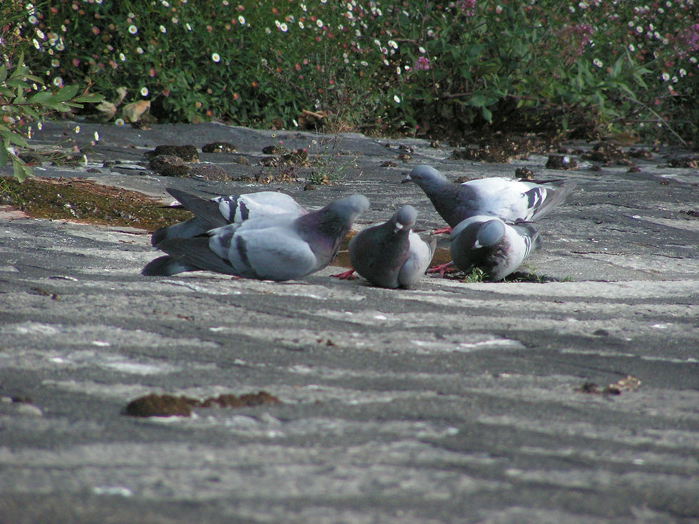 Pigeons