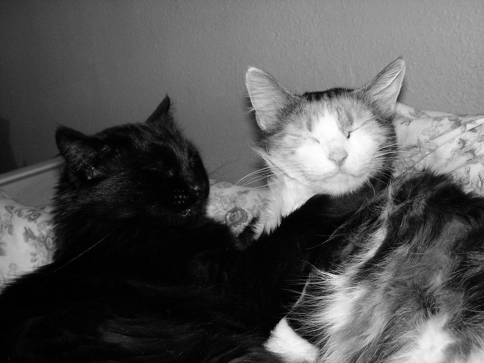 Cats B&W