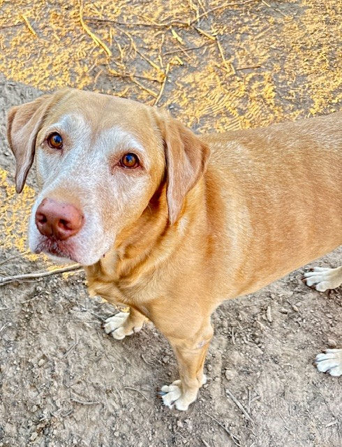 A golden lab named Daisy looking at the camera. Her face is white from age and she has soulful eyes.