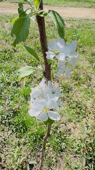 Apple Blossoms in the young orchard in East Texas