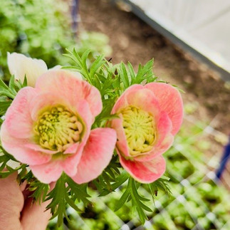 Italian anemones cut fresh from the garden rows at an East Texas flower farm
