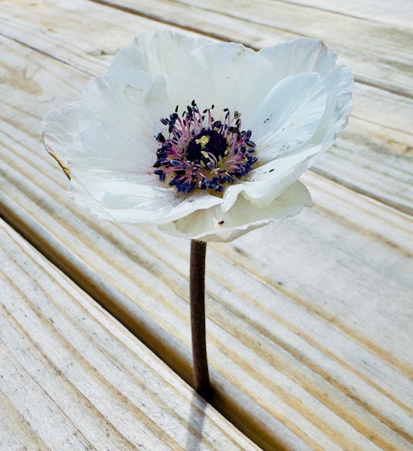 A Bianco Centro Nero Anemone in Full Bloom at Southern Charm Flower Farm in Winnsboro, Texas