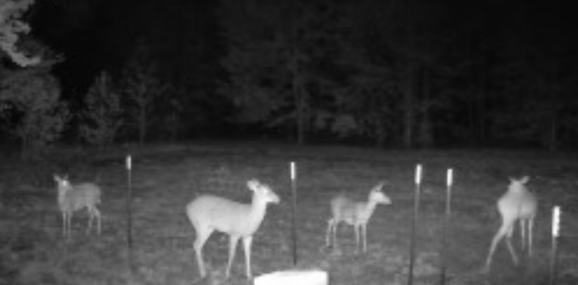 A family of six deer including a fawn eating in a fenced in food plot