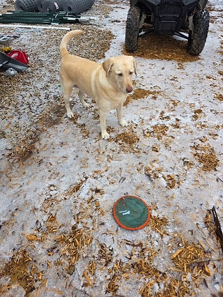 A yellow lab ready to play frisbee on a snowy day in East Texas