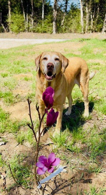 A labrador retriever standing in front of a flowering Ann magnolia tree in East Texas.
