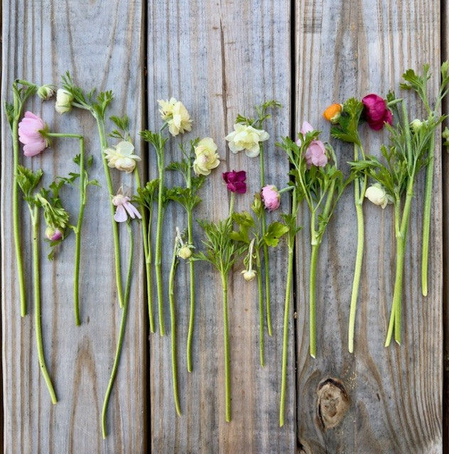 Several stems of ranunculus impacted by heat, hanging their flower heads.