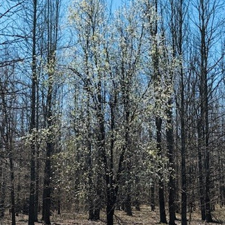 A Bradford Pear tree in bloom in Winnsboro, Texas